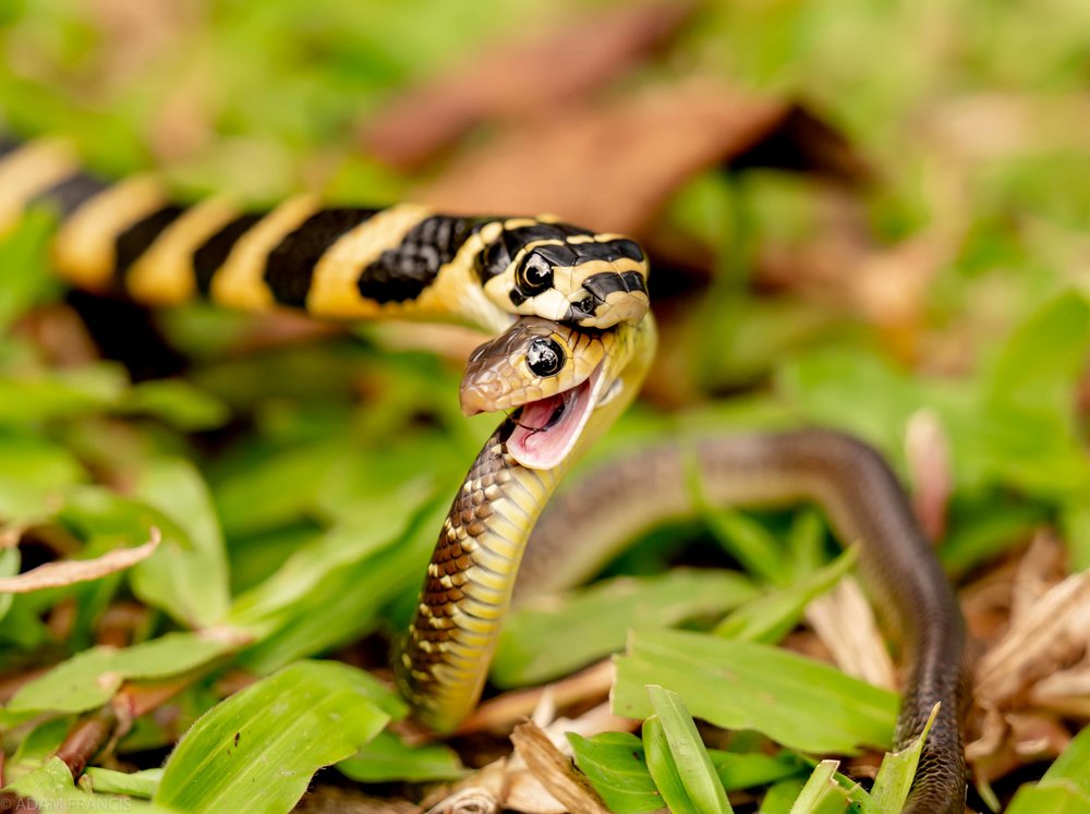 The Sly Eaters and the Slithered: Who Eats Snakes? - Megazine World